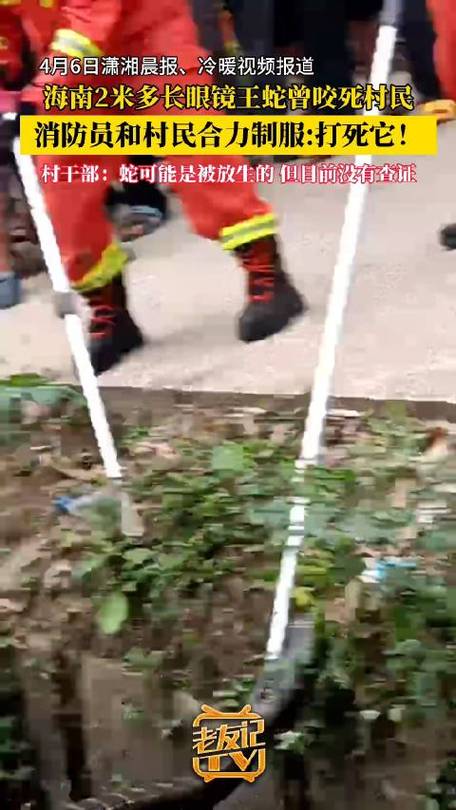 新澳门开奖记录新纪录和游客三亚被蛇咬身亡与三亚被蛇咬了