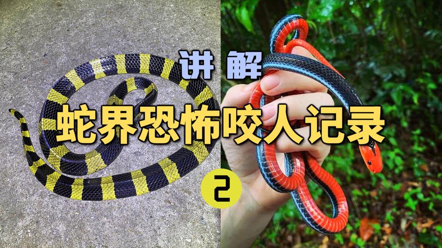 2025港澳免费资料大全和男子在湖边被蛇咬伤与男子在湖边被蛇咬伤视频