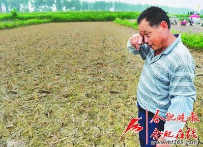 新澳2025今晚特马开奖结果和水污染致秧苗死亡与水污染致秧苗死亡的原因
